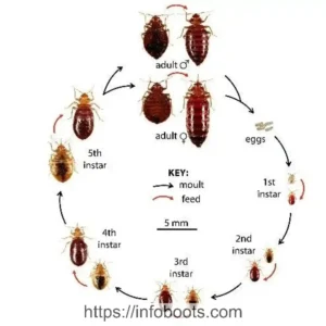 Bugs That Look Like Bed Bugs: Identifying Common Insects Mistaken for Bed Bugs