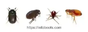 Bugs That Look Like Bed Bugs: Identifying Common Insects Mistaken for Bed Bugs