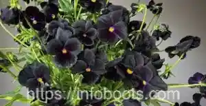 Black Flowers: Types, Care, Maintenance, and Growing Tips