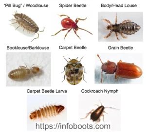 Bugs That Look Like Bed Bugs: Identifying Common Insects Mistaken for Bed Bugs